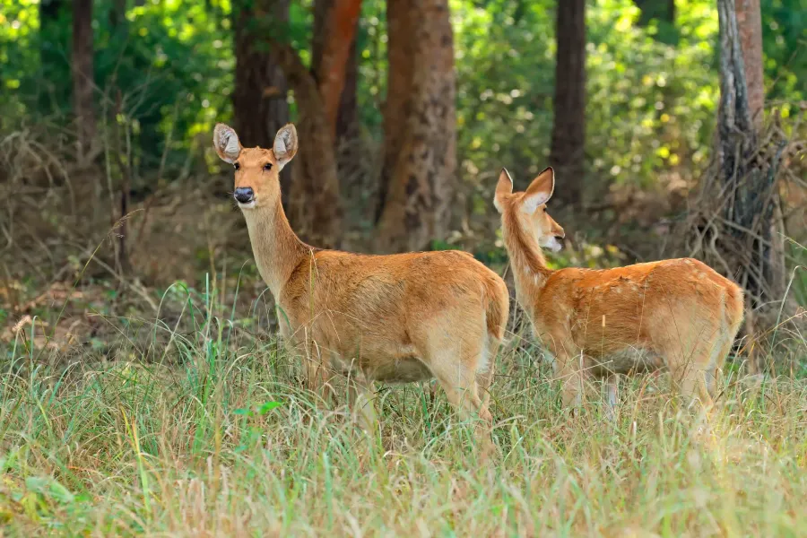 13-Day Central India Wildlife Safari Tour
